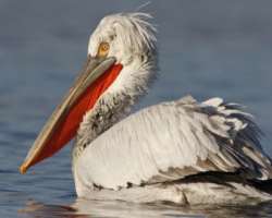 The park is popular for numerous birds particularly Dalmatian pelican, night heron, etc The park is popular for numerous birds particularly Dalmatian pelican, night heron, etc.